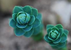 NordGen Växter Bevarar och dokumenterar den genetiska variationen i nordiska växtarter, viktiga inom jordbruk och hortikultur (trädgårdsodling) Gör genetiska resurser och besläktad information