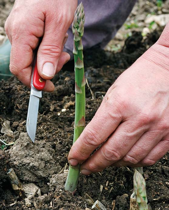 Mera gott! 195:- 88:- Sparrisplantor. Asparagus officinalis Gijnlim. En mycket tidig och högavkastande sort som ger fler skott än andra sorter.