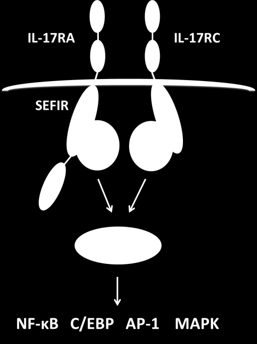 IL-17 utsöndras som en homodimer och signalerar via ett receptorkomplex bestående av två olika receptorer, IL-17RA och IL-17RC.