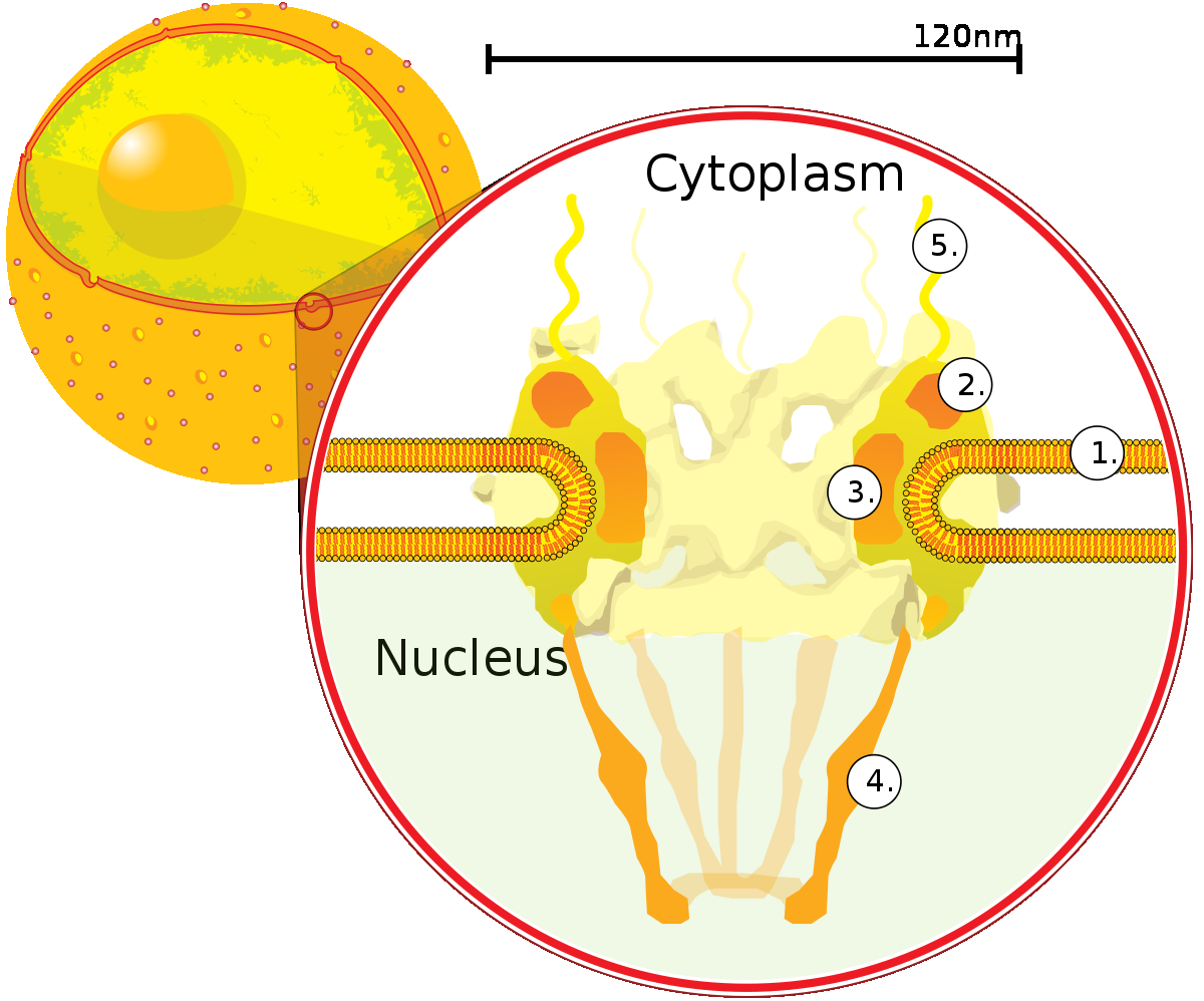 Kärnmembran 10 Kärnmembran Kärnmembranet avgränsar cellkärnan från cytoplasma.