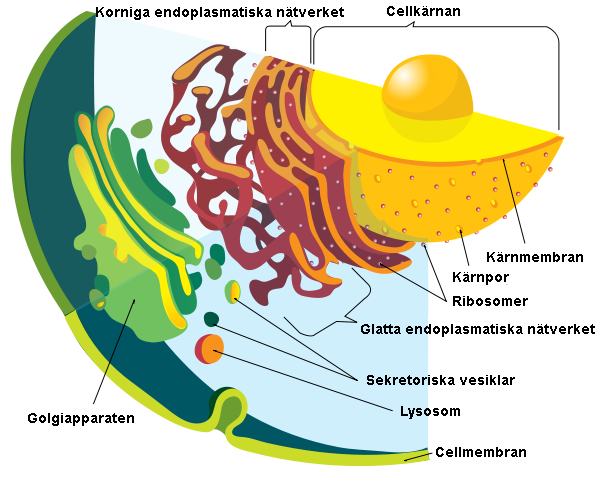 Kärnmembran 11 cellens cytoplasma och där bindas till kärnreceptorer, proteiner som transporteras in till kärnan.