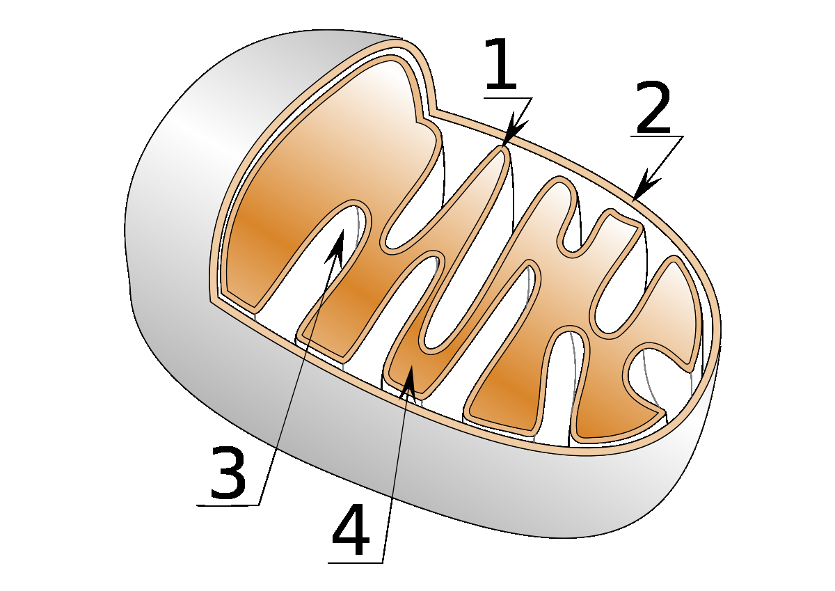Mitokondrie 18 Struktur Mitokondrierna är mycket små, cirka 0,5 1 mikrometer i diameter, och är uppbyggda av två membran där det inre har veck kallade cristae som ger en större yta på vilken de