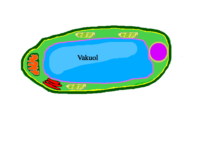 Vakuol 23 Vakuol Vakuol Vakuol i en växtcell Systematik Domän Cellens Organeller Cell Organelles Cellbiologi Mitokondrie Ribosom Kloroplast Cellkärna Golgiapparaten Endoplasmatiska nätverket
