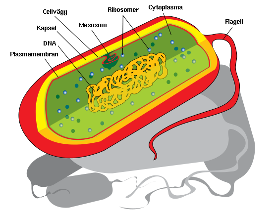 Eukaryoter 3 Opisthokonta Amoebozoa Rhizaria Excavata Archaeplastida Chromalveolata djur, svampar, choanoflagellater etc.