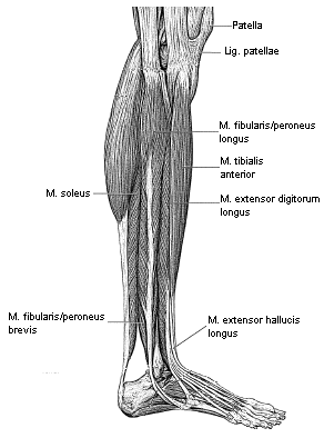 3.2 Höftledens anatomi Höftleden, articulatio coxae, är en kulled med rörelse i alla tre plan. Den bildas av caput femoris och acetabulum. Ledkapseln och ligamenten runt leden är mycket starka.