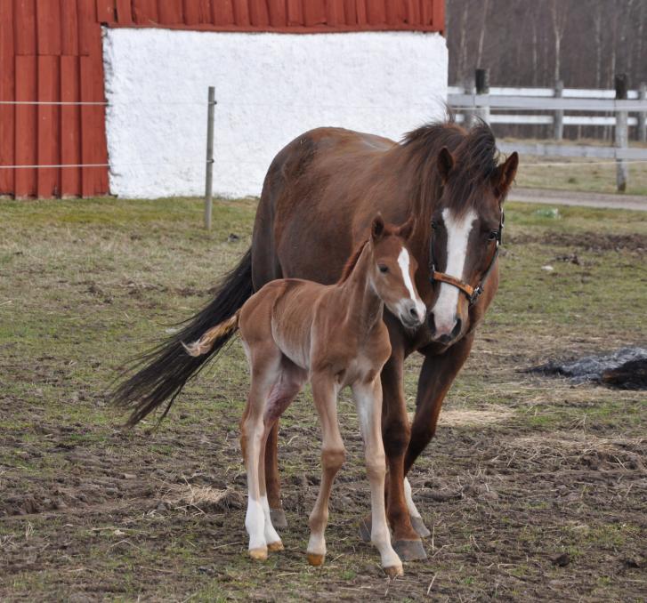 Omvårdnad av sto med sjukt föl Care of mare with ill foal Alexandra Henriksson Kristina Pryssander Djursjukvårdarprogrammet Foto: Thord Johansson Sveriges lantbruksuniversitet Skara 2010