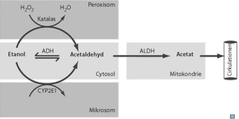 hämmade metylerande enzym, lägre donatortillgång) Helixarna binds hårt (kovalenta bindningar pga oxidation) Reparerande enzym hämmas 17 ADH: ca