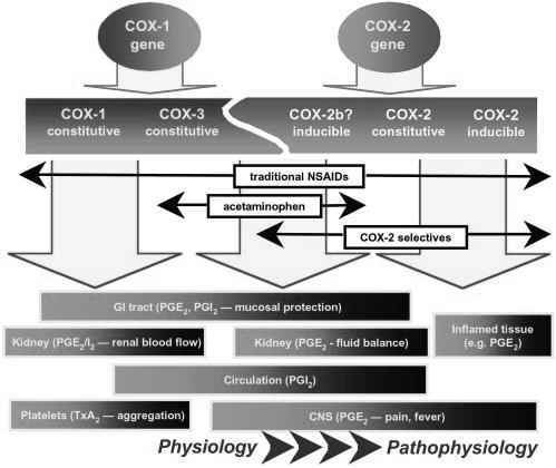Två gener för COX-1 och -2 kan ge ett antal konstitutiva och inducibla COX protein med överlappande funktion Opioider Substanser med morfinlika effekter (naturligt förekommande och syntetiska) Morfin