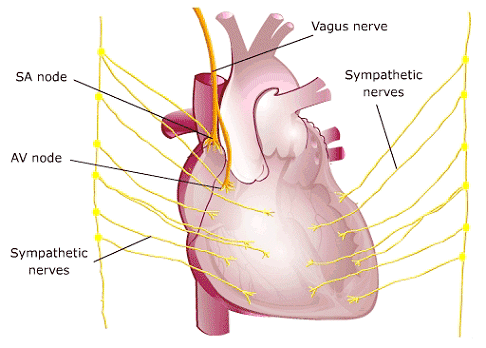 Viktigt: principiellt två funktionella huvudtyper av vävnad 1.) Automatisk (spontandepolariserande under fas 4, pacemaker ) a.) Långsam automatisk ( slow response flackare fas 0): SA-nod och AV-nod b.