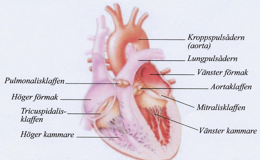 3. Klaffproteser Hjärtats klaffar Hjärtat består av två halvor med var sitt förmak och var sin kammare.