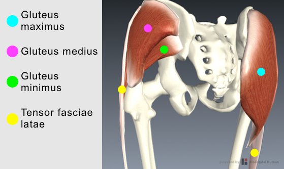 Abduktion Gluteus maximus Se avsnitt Extension. Gluteus medius Huvudfunktion: Abduktion Subfunktion: medial rotation och flexion (främre delen av muskeln), lateral rotation.