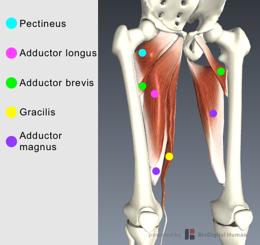 Adduktion Pectineus Funktion Huvudfunktion: adduktion, flexion Subfunktion: lateral rotation Fästpunkt Ursprung: främre delen av pubis (pubic ramus) Infäste: övre delen på insidan av lårbenet (linea
