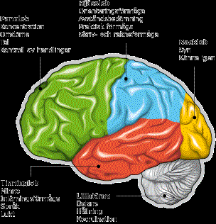 Samspel i hjärnan mellan olika faktorer