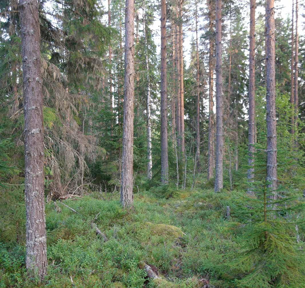 SKOG VID KÖLSTRÖMMEN Del av fastighet i en ägofigur omfattande ca 30 ha skogsmark med ett virkesförråd om ca