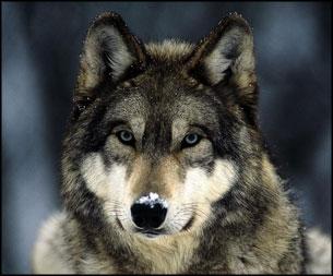 Bilaga 6 Inspirationsbilder av brunbjörn, lodjur och varg FIGUR 68 - LODJUR 68 FIGUR 69- BRUNBJÖRN 69 FIGUR 70 VARG 70 68 http://www.naturskyddsforeningen.