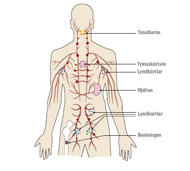 Lymfsystmet en del av immunförsvaret Lymfsystemet är en viktig del av immunförsvaret. Genom lymfsystemet flyter lymfan, en ljus vätska besående av proteiner, fetter och vita blodkroppar (lymfocyter).