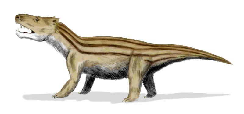 Trias-perioden omkring den 11 december för 250 miljoner år sedan Däggdjur De första däggdjuren var troligen lika dagens kloakdjur.