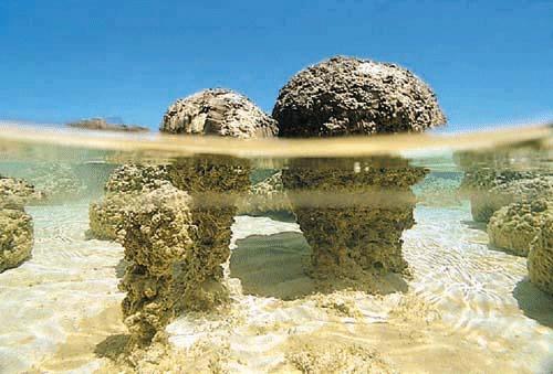 Stromatoliter bildas också
