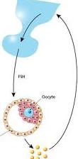 Hypothalamus Pituitary Ovary (HPO) axeln