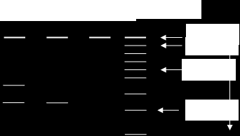 2. Genen för interleukin-1 receptorantagonisten (IL-1RA) har ett s k VNTR (variable number of tandem repeats),vilket gör att ett 50-basparsfragment av genen är repeterad mellan 2-6 gånger på olika