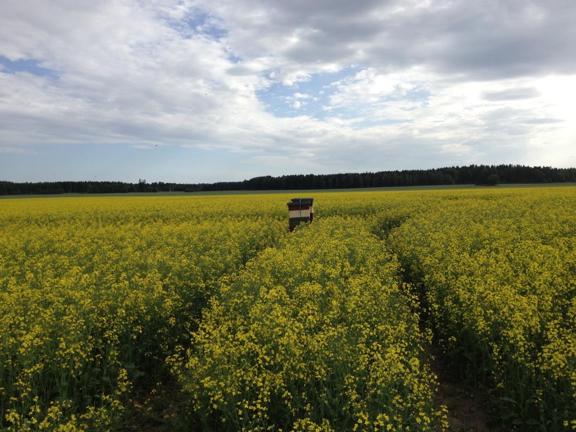 Pollineringssamarbete lantbruk biodling, del 1 Projektet provade nya metoder och samarbetsformer mellan biodlare och växtodlare.