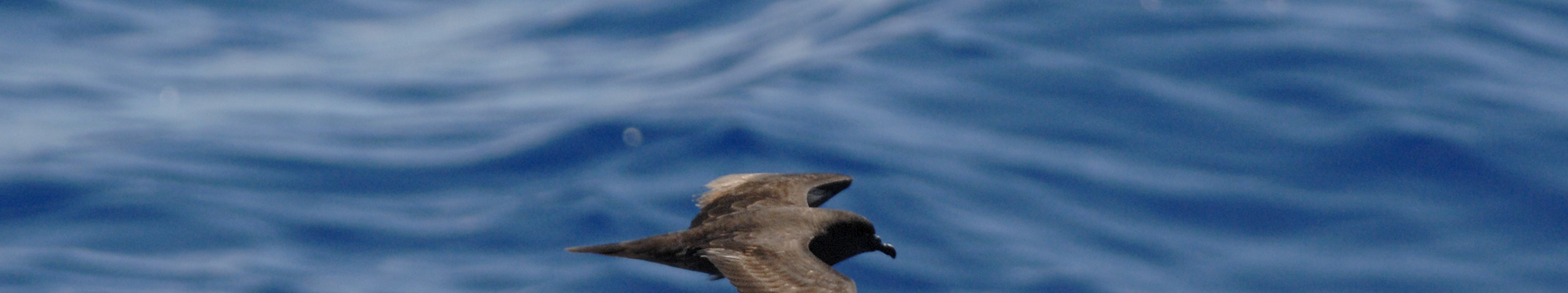 AVIFAUNA Spetsstjärtad petrell, söder om Funchal, 20 augusti. DAGBOK Onsdag 15 augusti Efter diverse förseningar landar åtminstone Köpenhamnskontingenten i Funchal strax före midnatt.