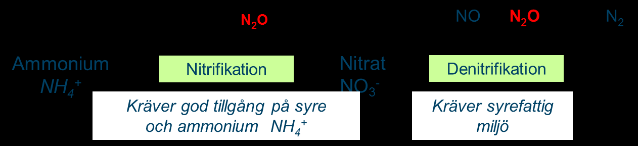 Sida 3(8) Risken för lustgasavgång ökar vid dålig dränering Lustgas (N2O) är en mycket stark växthusgas. 1 kg lustgas kan ge lika stor klimateffekt som ca 300 kg CO2.