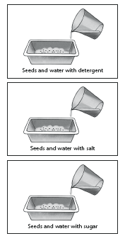 2.5 Experiment 5 Hur påverkas frön och växter av förorenat vatten? Inlärningsmål: Att förstå att frögroning påverkas av miljöförhållanden.