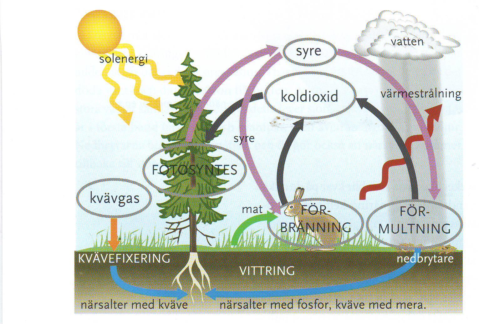 Uppgift 8 Utmaning: Beskriv naturen som ett nästan helt slutet system! Använd bilden och träna på att förklara den för någon som inte kan så mycket ekologi än.