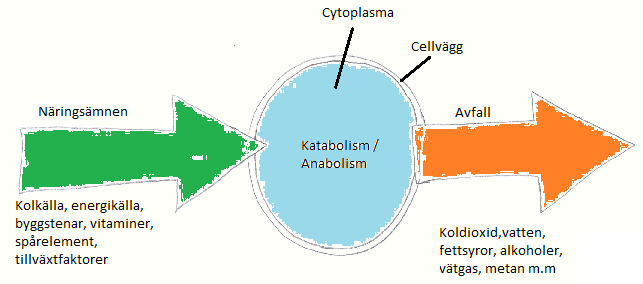 Figur 1. Cellens metabolis. Visar hur näringsämnen tas upp,omvandlas/bryts ne, omvandlas till energi samt avlägsnas ur cellen.