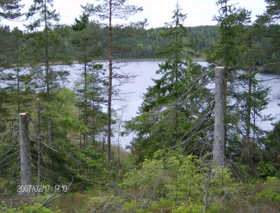 Skogsbruk och vatten Johan