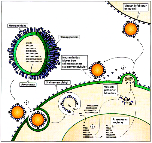 Figur 1. Elektronmikroskopisk bild av influensa A/H3N2. Influensavirus är pleomorfa och finns därför i många former. Viruspreparation: Camilla Mittelholzer. Figur 2.