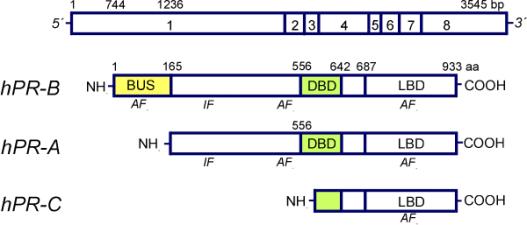 Intracellulära progesteronreceptorer isoformer från samma gen Membranbundna progesteronreceptorer mprα, β, γ Progesterone membrane receptor component 1 (PMRC1) Snabba effekter, ex.