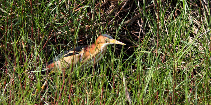 Least Bittern förvånansvärt lättsedd längs kanalerna i Anahuac. Foto: Mikael Käll ARTLISTA FÅGLAR Systematik enligt AviFaunas lista över Holarktis fåglar 1.