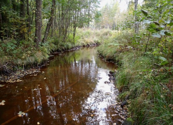 Bottenfauna i vattendrag och sjölitoral Bilaga 14 580. Lillån, nedströms KAPE Datum: 2013-10-01 Kommun: Gnosjö Koordinat: 6352560/1380340 RT90 10-20 m nedströms vägen.