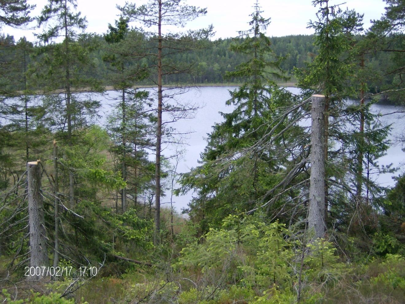 Hur påverkar skogbruket