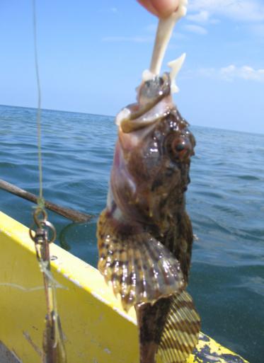 Fisk, men även säl och tumlare, har alltid varit tillgängliga att hämta ur havet. Endast väder och vind bestämde om det var lämpligt eller inte att fiska och jaga.