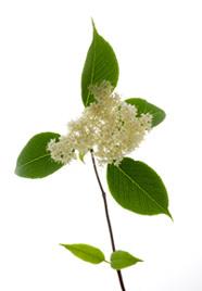 Rose Rubginosa (Nypon) Frö Olja: Innehåller anti-inflammatoriska och anti-irriterande extrakt med reparerande egenskaper. Rik på vitamin-c, sammandragande, verkar lugnande på huden.