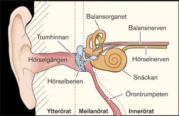 HUR LJUD REGISTRERAS S.73 Ljud skapas genom vibrationer - ljudvågor. Ljudvågorna Ytterörat till trumhinnan som börjar vibrera.