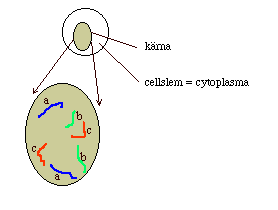 3 Guppy-genetik från A (abnormnis) till Z (zebrinus) av Jörgen Frörup. (Översättning: Olle Boberg. Bearbetning: Kerstin Larsson. Redigering: Börje Eriksson.