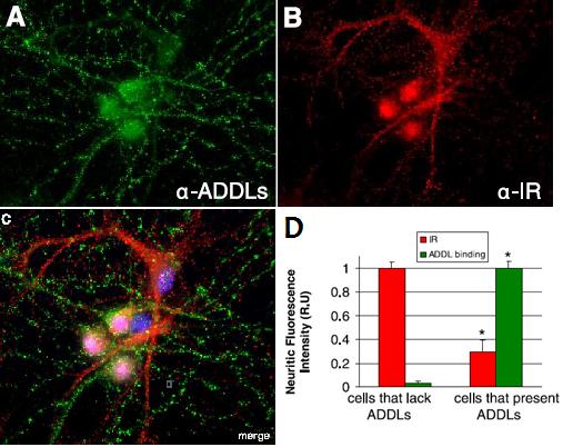 inhiberar glukokortikoidinducerad apoptos genom inaktivering av GSK3β 72-74 *. Vidare så skyddar PKB även neuroner mot toxininducerad död och skyddar PC12 celler mot Aβ inducerad död 77-79 *.