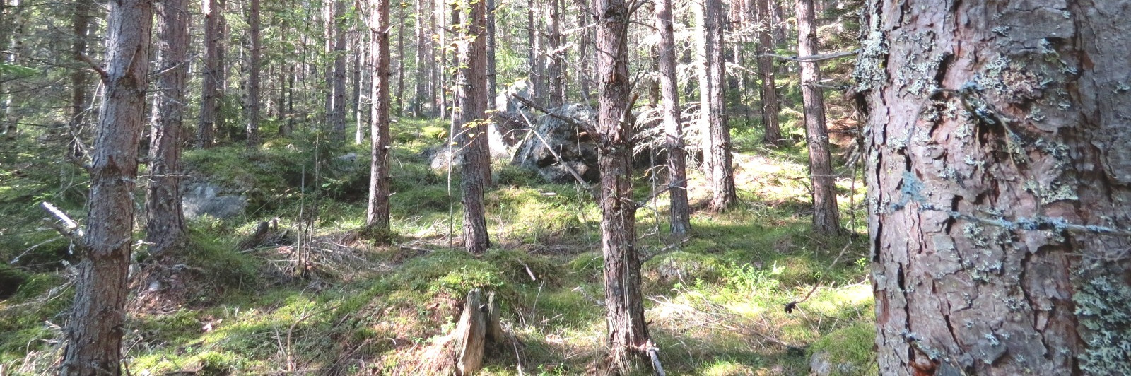 Skogsfastighet i Matfors, Sundsvall Skogsfastigheterna Sundsvall Tuna-Rude 1:17, 1:18 och