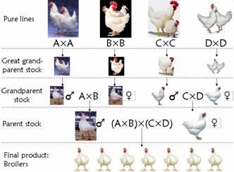 Figur 2: Visar Salmonella Enteritidis migration och tillväxt som startar från en bakterie. Här visas tiden (t) i timmar och totalantalet bakterier (n). (Källa: K. Grijspeerdt et al.