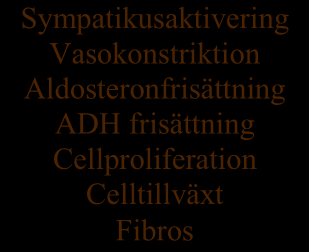 Angiotensinogen Renin Kininogen Kallikrein Angiotensin I Bradykinin ACE Angiotensin II Metaboliter AT1 receptor AT2-receptor Sympatikusaktivering Vasokonstriktion Aldosteronfrisättning ADH