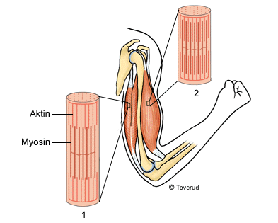 Det finns tre olika slags muskulatur i kroppen. Skelettmusklernas uppbyggnad Skelettmuskelceller består av flera celler som smält ihop. Varje cell innehåller därför flera cellkärnor.