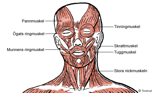 Med hjälp av ansiktets muskler kan vi bland annat rynka pannan, le, puta med munnen och blinka. Stora nickmuskeln, eller sneda halsmuskeln gör att man kan vrida och böja på huvudet.