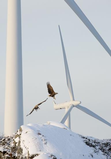 Foto: Espen Lie Dahl Fåglar, fladdermöss och vindkraft Martin Green & Jens Rydell