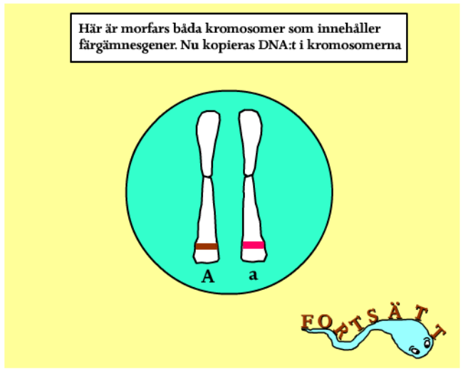Hur går meiosen