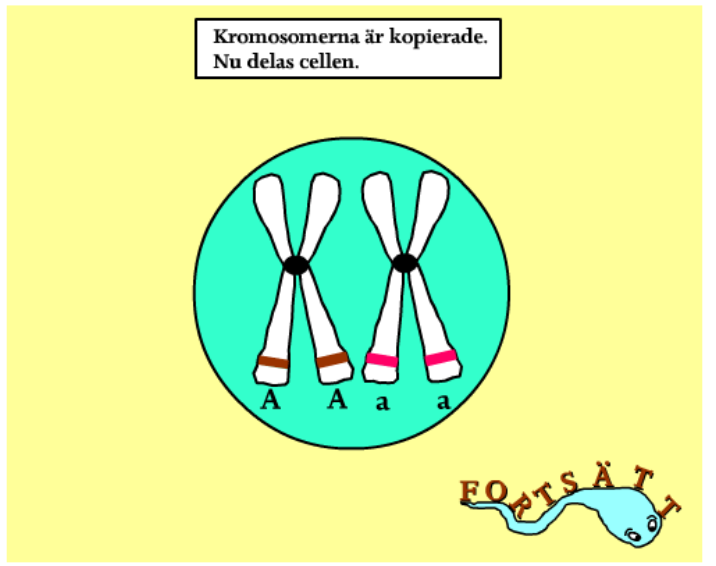 Hur går meiosen