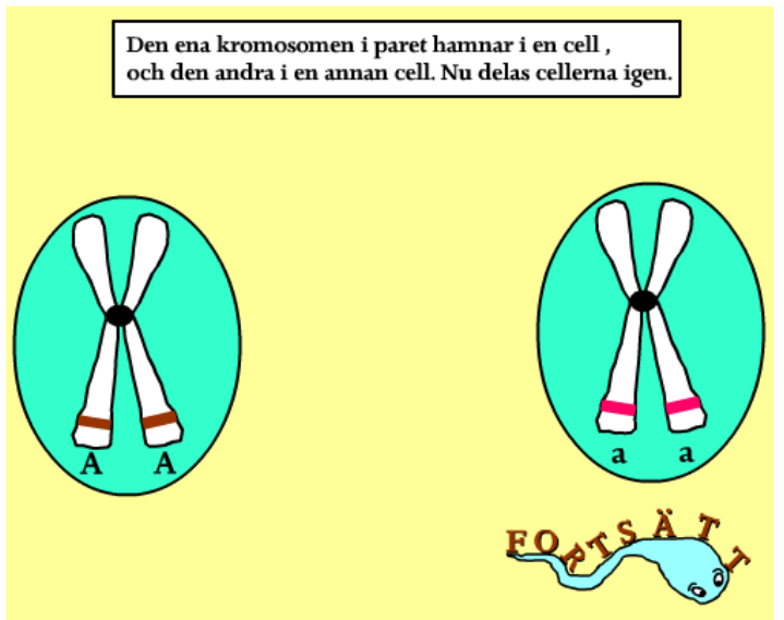 Hur går meiosen